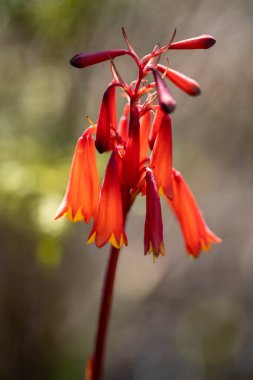 Avustralya 'da çalılıklarda yetişen yerli bitkiler ve çiçekler