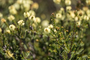 Avustralya 'da çalılıklarda yetişen yerli bitkiler ve çiçekler
