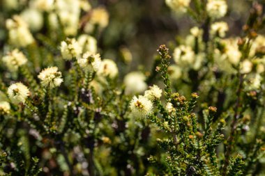 Avustralya 'da çalılıklarda yetişen yerli bitkiler ve çiçekler