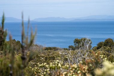 Avustralya 'da çalılıklarda yetişen yerli bitkiler ve çiçekler