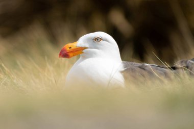 Pasifik martı kuşu Tazmanya Avustralya 'da yuva yapıyor
