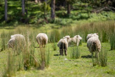Merino koyunu, Yeni Zelanda ve Avustralya 'da otluyor ve yiyor.