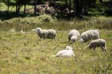 Merino koyunu, Yeni Zelanda ve Avustralya 'da otluyor ve yiyor.