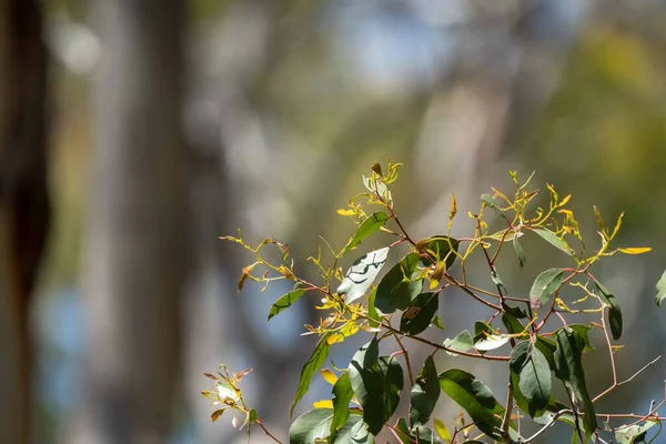 Avustralya 'da çalılıklarda yetişen yerli bitkiler ve çiçekler