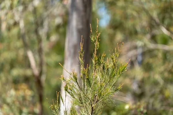 Avustralya 'da çalılıklarda yetişen yerli bitkiler ve çiçekler