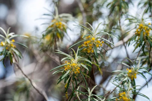 Ντόπιοι Φυτά Και Λουλούδια Φυτρώνουν Στους Θάμνους Στην Αυστραλία — Φωτογραφία Αρχείου