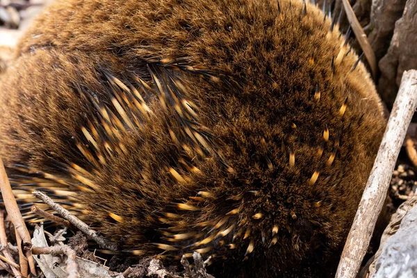 Kürklü bir kahverengi ayının yakın plan fotoğrafı.
