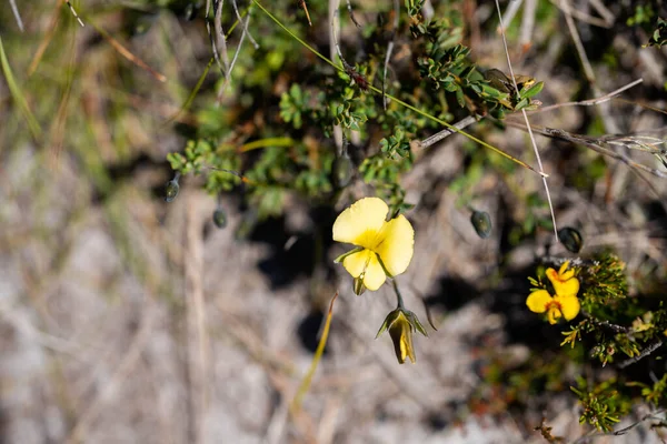 Natives Plants Flowers Growing Bush Australia — Stock Photo, Image