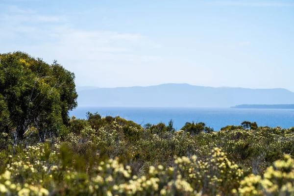 Avustralya 'da çalılıklarda yetişen yerli bitkiler ve çiçekler