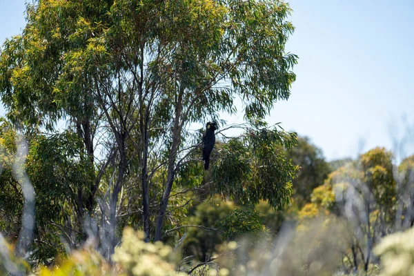 Avustralya 'da çalılıklarda yetişen yerli bitkiler ve çiçekler