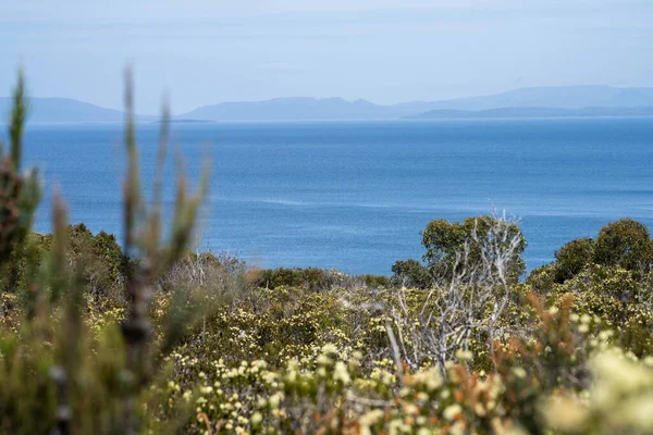 Avustralya 'da çalılıklarda yetişen yerli bitkiler ve çiçekler