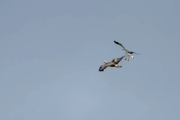 Pacific Meeuw Vogel Nestelen Tasmanië Australië — Stockfoto