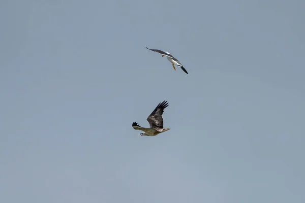 Gaviota Pacífica Anidando Tasmania Australia — Foto de Stock