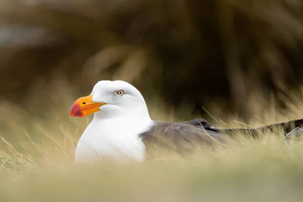 Gaviota Pacífica Anidando Tasmania Australia — Foto de Stock