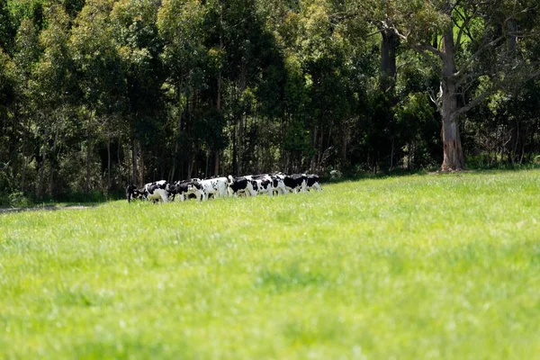 Merino Ovejas Pastoreo Comer Hierba Nueva Zelanda Australia —  Fotos de Stock
