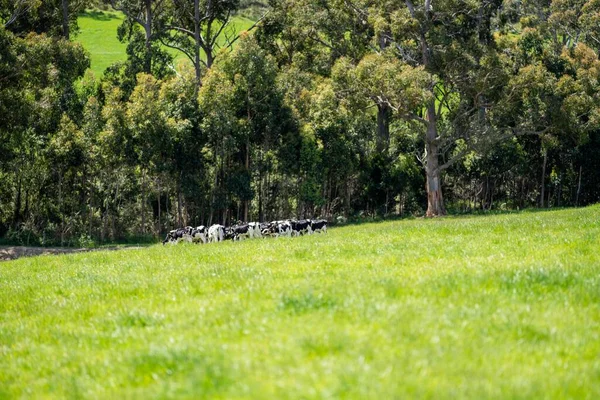 Merino Ovejas Pastoreo Comer Hierba Nueva Zelanda Australia — Foto de Stock