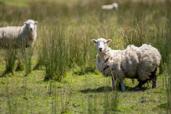 Merino Owca Wypas Jedzenie Trawy Nowej Zelandii Australii — Zdjęcie stockowe