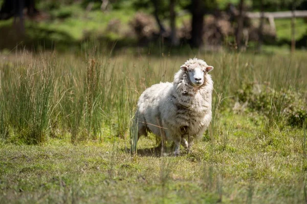 Merino Owca Wypas Jedzenie Trawy Nowej Zelandii Australii — Zdjęcie stockowe