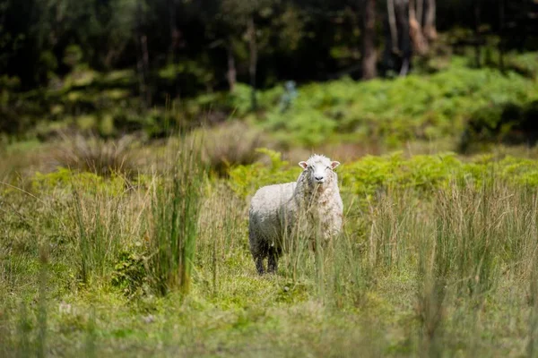 Merino Pecore Pascolo Mangiare Erba Nuova Zelanda Australia — Foto Stock