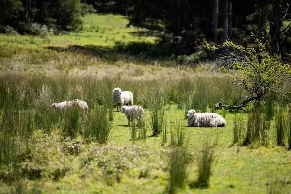 Merino Ovejas Pastoreo Comer Hierba Nueva Zelanda Australia — Foto de Stock