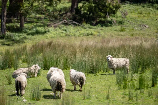 Merino Πρόβατα Βόσκηση Και Κατανάλωση Χόρτου Στη Νέα Ζηλανδία Και — Φωτογραφία Αρχείου