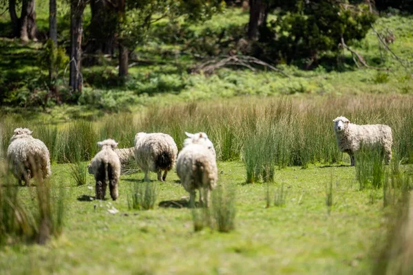 Мериносовые Овцы Пасущиеся Питающиеся Травой Новой Зеландии Австралии — стоковое фото