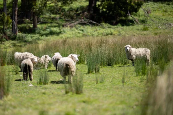 Merino Owca Wypas Jedzenie Trawy Nowej Zelandii Australii — Zdjęcie stockowe