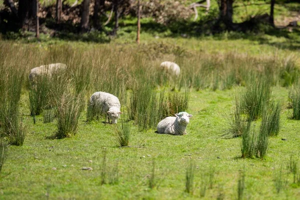 Merino Pecore Pascolo Mangiare Erba Nuova Zelanda Australia — Foto Stock