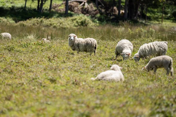 ニュージーランドのメリノ羊 放牧と草を食べるオーストラリア — ストック写真