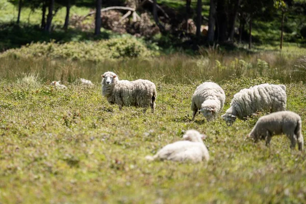 Merino Ovelhas Pastando Comendo Grama Nova Zelândia Austrália — Fotografia de Stock