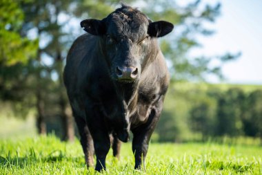 Avustralya 'da bir tarlada otlayan damızlık sığır, inek ve buzağılara yakın bir yerde. Sürü türleri arasında benekli park, Murray Grey, Angus, Brangus ve Wagyu bahar ve yaz aylarında uzun otlaklarda bulunur..