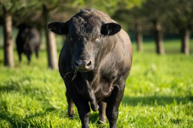 Avustralya 'da bir tarlada otlayan damızlık sığır, inek ve buzağılara yakın bir yerde. Sürü türleri arasında benekli park, Murray Grey, Angus, Brangus ve Wagyu bahar ve yaz aylarında uzun otlaklarda bulunur..