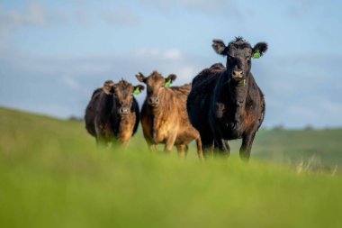Aygır Angus, wagyu, Murray Grey, Süt Ürünleri ve Sığır İnekleri ve Çim ve Pasuture otlayan Boğalar. Avustralya 'da bir tarım çiftliğinde yetiştirilen hayvanlar organik ve serbest..
