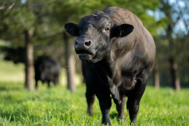 Avustralya 'da bir tarlada otlayan damızlık sığır, inek ve buzağılara yakın bir yerde. Sürü türleri arasında benekli park, Murray Grey, Angus, Brangus ve Wagyu bahar ve yaz aylarında uzun otlaklarda bulunur..