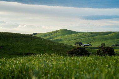 Avustralya 'da sığır çiftliği arazisi, yuvarlanan tepeler ve tarlalarda inekler. Güzel yeşil çimenler, şişman inekler ve otlayan boğalar..