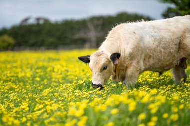 Avustralya 'da otlanan sığır ve buzağılar. Saman ve tohum yiyorlar. Türleri arasında benek parkı, murray grisi, angus, brangus ve süt inekleri yer almaktadır.