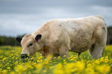 Avustralya 'da otlanan sığır ve buzağılar. Saman ve tohum yiyorlar. Türleri arasında benek parkı, murray grisi, angus, brangus ve süt inekleri yer almaktadır.