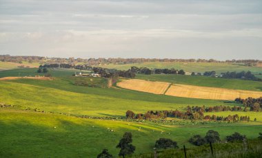Avustralya 'da sığır çiftliği arazisi, yuvarlanan tepeler ve tarlalarda inekler. Güzel yeşil çimenler, şişman inekler ve otlayan boğalar..