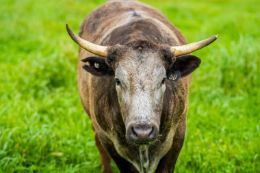 Avustralya 'da bir tarlada otlayan damızlık sığır, inek ve buzağılara yakın bir yerde. Sürü türleri arasında benekli park, Murray Grey, Angus, Brangus ve Wagyu bahar ve yaz aylarında uzun otlaklarda bulunur..