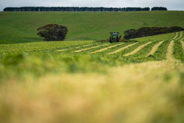 Avustralya 'da ot ve bitki yetiştirme ve yetiştirme. Yaz boyunca bir sığır çiftliğinde traktörler ve makinelerle..