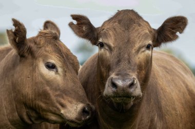 Avustralya 'da bir tarlada otlayan damızlık sığır, inek ve buzağılara yakın bir yerde. Sürü türleri arasında benekli park, Murray Grey, Angus, Brangus ve Wagyu bahar ve yaz aylarında uzun otlaklarda bulunur..