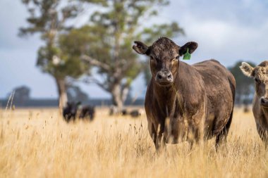 Avustralya 'da bir tarlada, kuraklık sırasında kuru otlar üzerinde otlayan damızlık sığır ve sığırlara yakın bir yerde. Yazın saman ve tohum yiyorum. Türleri arasında benekli park, Murray Grey, Angus, Brangus ve Wagyu bulunur..