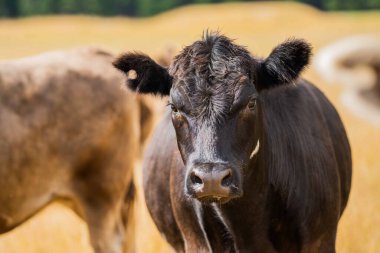 Avustralya 'da bir tarlada, kuraklık sırasında kuru otlar üzerinde otlayan damızlık sığır ve sığırlara yakın bir yerde. Yazın saman ve tohum yiyorum. Türleri arasında benekli park, Murray Grey, Angus, Brangus ve Wagyu bulunur..