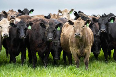 Avustralya 'da bir çiftlik çiftliğinde otlayan sığır ve buzağılara yakından bakın. Saman yiyen sığırlar. Cinsler arasında benekli park, Murray Grey, angus, Brangus, hereford, wagyu, süt inekleri,.