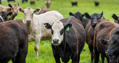 Avustralya 'da bir çiftlik çiftliğinde otlayan sığır ve buzağılara yakından bakın. Saman yiyen sığırlar. Cinsler arasında benekli park, Murray Grey, angus, Brangus, hereford, wagyu, süt inekleri,.