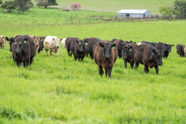 Avustralya 'da bir çiftlik çiftliğinde otlayan sığır ve buzağılara yakından bakın. Saman yiyen sığırlar. Cinsler arasında benekli park, Murray Grey, angus, Brangus, hereford, wagyu, süt inekleri,.