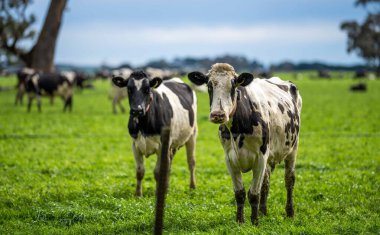 Aygır Angus, wagyu, Murray Grey, Süt ve sığır İnekleri ve otlakta otlayan boğalar. Avustralya 'da bir tarım çiftliğinde yetiştirilen hayvanlar organik ve serbest..
