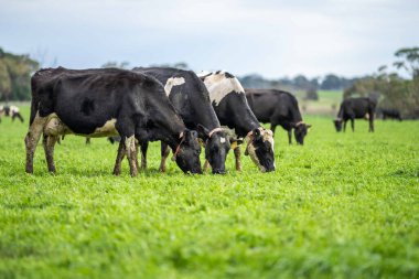 Aygır Angus, wagyu, Murray Grey, Süt ve sığır İnekleri ve otlakta otlayan boğalar. Avustralya 'da bir tarım çiftliğinde yetiştirilen hayvanlar organik ve serbest..