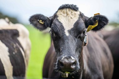 Aygır Angus, wagyu, Murray Grey, Süt ve sığır İnekleri ve otlakta otlayan boğalar. Avustralya 'da bir tarım çiftliğinde yetiştirilen hayvanlar organik ve serbest..