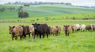 Avustralya 'da bir çiftlik çiftliğinde otlayan sığır ve buzağılara yakından bakın. Saman yiyen sığırlar. Cinsler arasında benekli park, Murray Grey, angus, Brangus, hereford, wagyu, süt inekleri,.